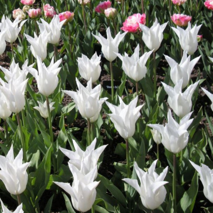 Tulipán Tres Chic - Tulipa - cibuloviny - 3 ks