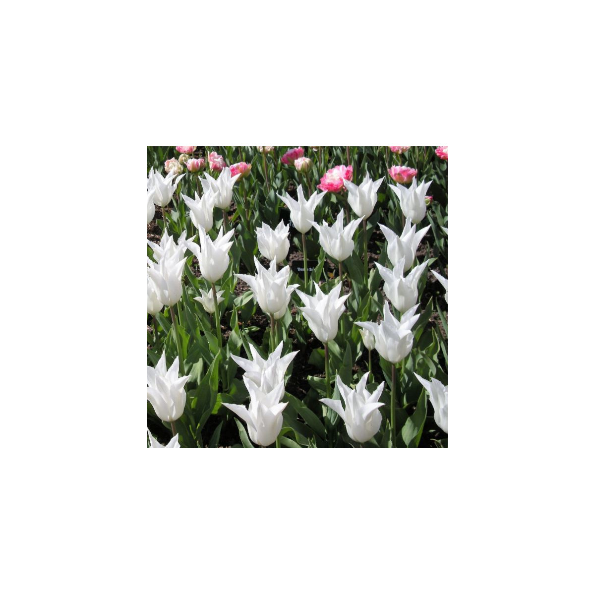 Tulipán Tres Chic - Tulipa - cibuloviny - 3 ks