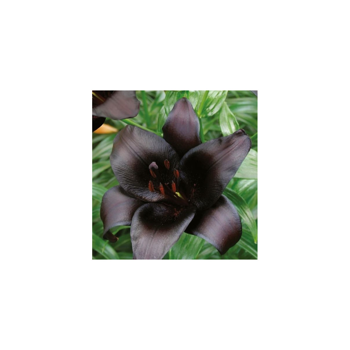 Lilie Nightrider - Lilium - cibule lilie - 1 ks