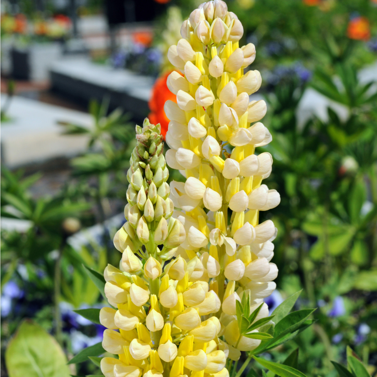 Lupina Kronleuchter - Vlčí bob - Lupinus polyphyllus - semena lupiny - 40 ks