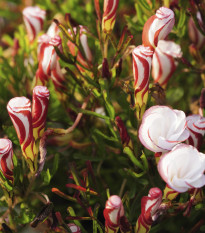 Šťavel dvoubarevný - Oxalis versicolor - hlízy šťavelu - 1 ks