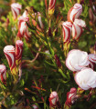 Šťavel dvoubarevný - Oxalis versicolor - hlízy šťavelu - 1 ks