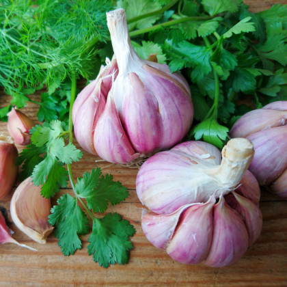 Sadbový česnek Bjetin - Allium sativum - ozimý paličák - cibule česneku - 1 balení