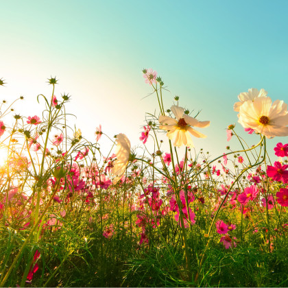 Romantická zahrada - semena letniček - směs letniček - 0,9 g