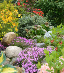 Letničky do skalky - semena letniček - směs letniček - 0,9 g