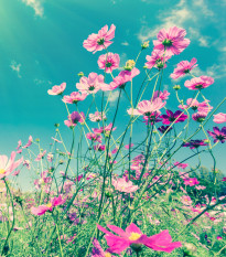 Zahradní sen v růžovém - semena letniček - směs letniček - 0,9 g