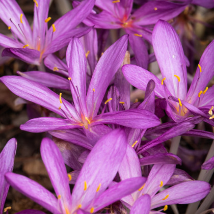 Ocún podzimní růžový - Colchicum autumnale - hlízy ocúnu - 1 ks