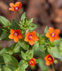 Drchnička rolní - Anagallis arvensis - semena drchničky - 20 ks