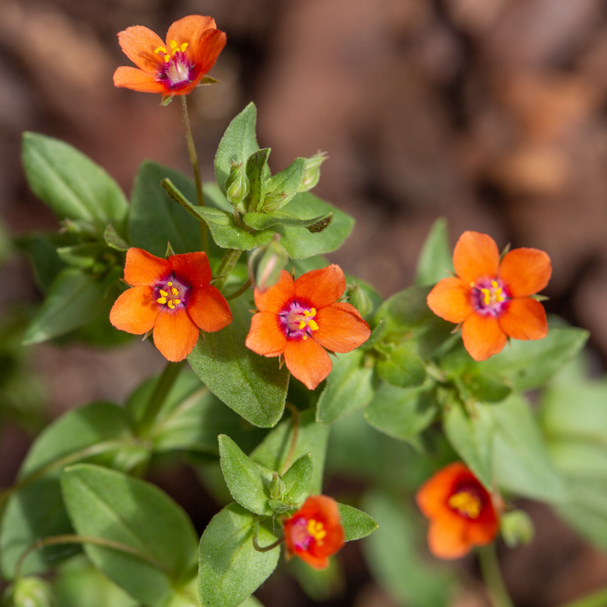 Drchnička rolní - Anagallis arvensis - semena drchničky - 20 ks