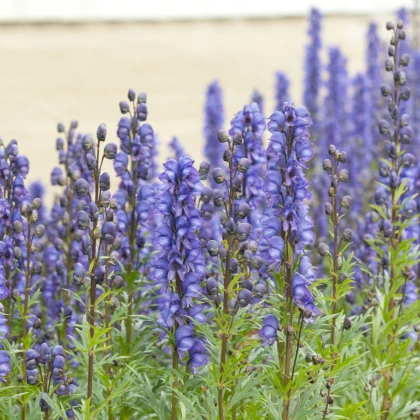 Oměj horský - Šalamounek - Aconitum napellus - semena oměje - 8 ks