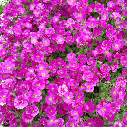 Tařička zahradní červená - Aubrieta hybrida - semena tařičky - 200 ks