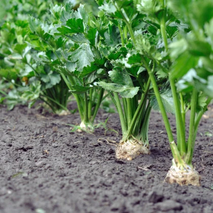 BIO Celer bulvový Monarch - Apium graveolens - bio semena celeru - 20 ks