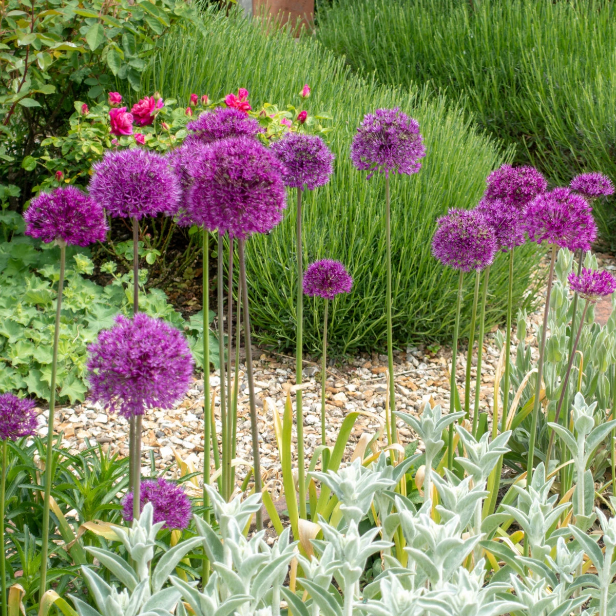 Česnek okrasný fialový - Allium purple sensation - cibule okrasného česneku - 3 ks
