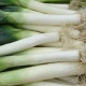 Pór zimní Carentan - Allium porrum - semena póru - 200 ks