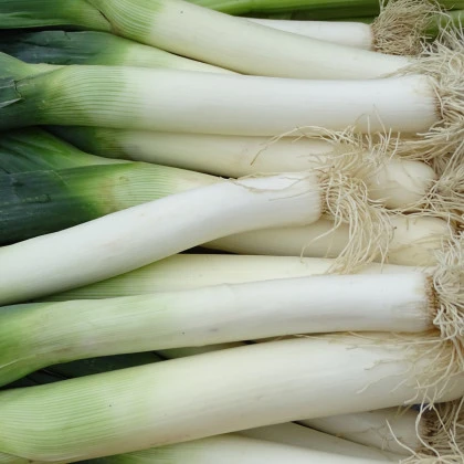 Pór zimní Carentan - Allium porrum - semena póru - 200 ks