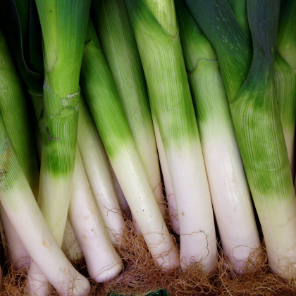 Pór zimní D´Elbeuf - Allium porrum - semena póru - 200 ks