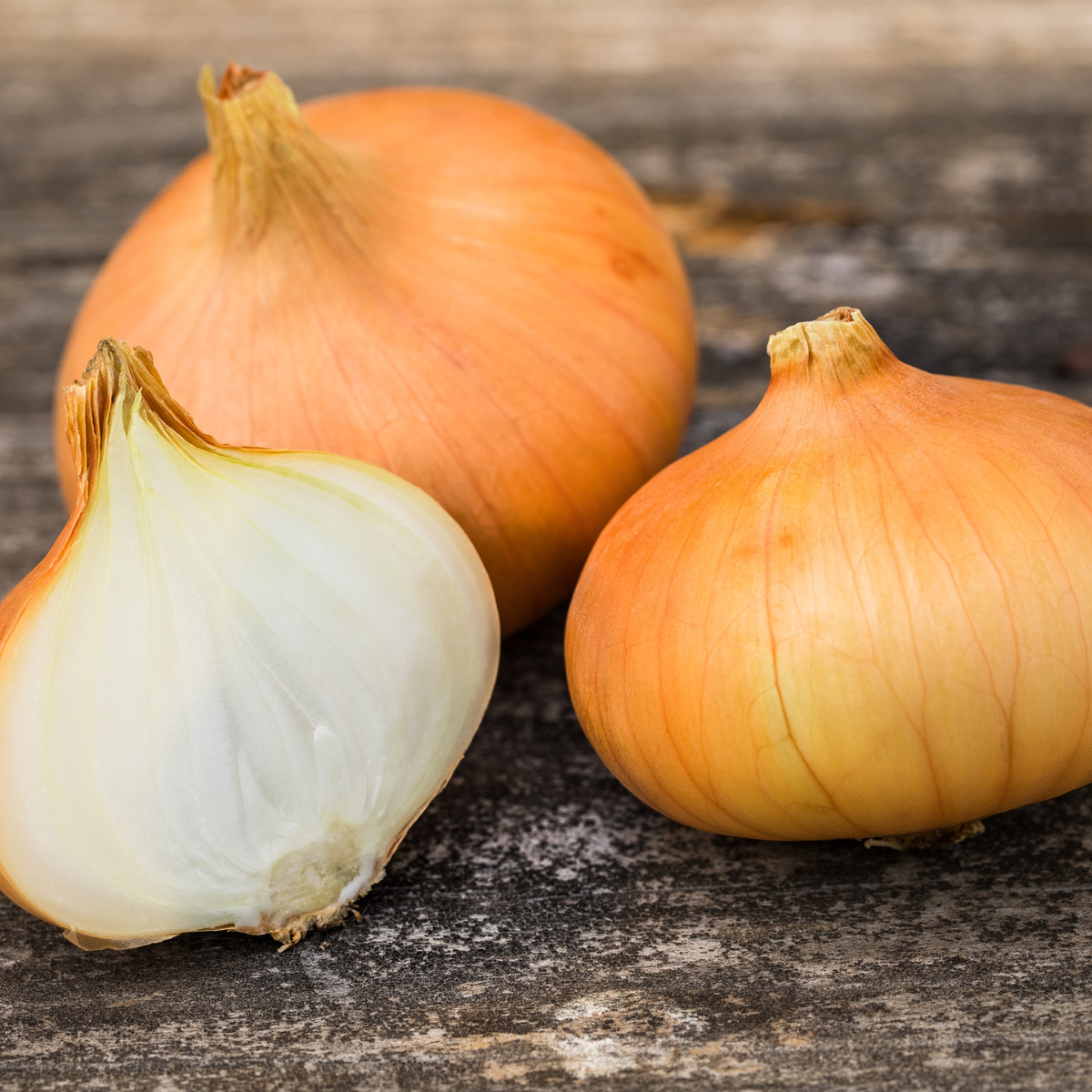 Cibule štutgartská žlutá - Allium cepa - semena cibule - 250 ks