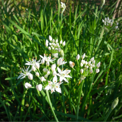 Pažitka čínská Neko - Allium tuberosum - semena pažitky - 20 ks