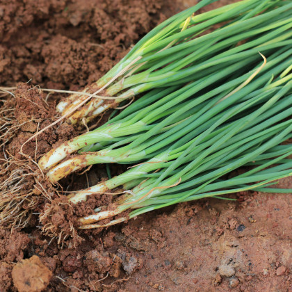 Cibule jarní Bílý Lisabon - Allium cepa - semena cibule - 250 ks