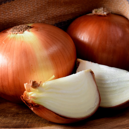 Cibule ozimá Hiberna - Allium cepa - semena cibule - 250 ks