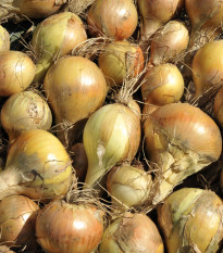 Cibule kuchyňská Sturon - Allium cepa - semena  - 250 ks