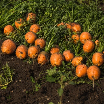 Marchew okrągła do przyspieszenia Pariser Markt 4 - Daucus carota - nasiona marchwi - 500 szt.