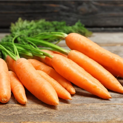 BIO Mrkev velmi raná Rothild - Daucus carota - bio semena mrkve - 0,5 g