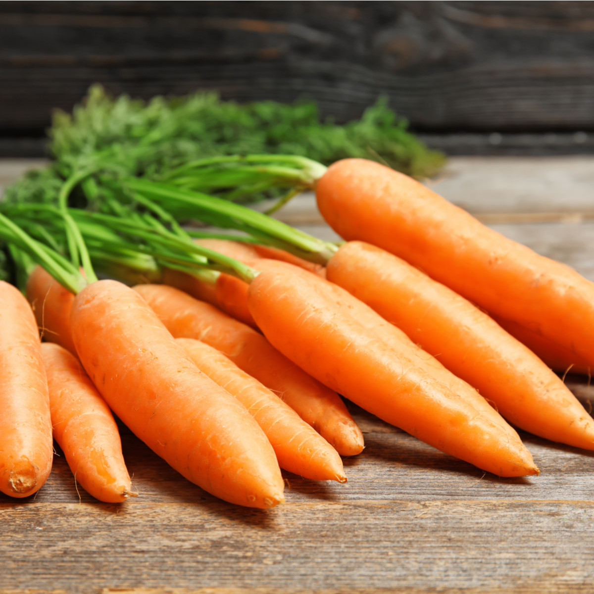 BIO Mrkev velmi raná Rothild - Daucus carota - bio semena mrkve - 0,5 g