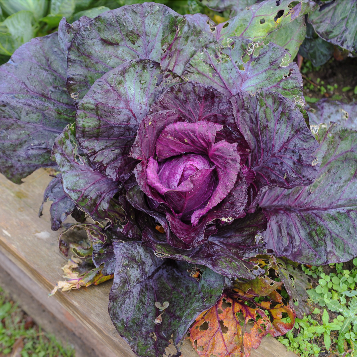 Zelí červené hlávkové Kalibos - Brassica oleracea - semena zelí - 0,5 g