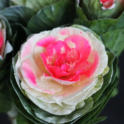 Okrasné zelí Crane Bicolor F1 - Brassica oleracea - semena okrasného zelí - 20 ks