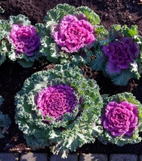 Okrasné zelí růžové Nagoya F1 - Brassica oleracea - semena okrasného zelí - 20 ks