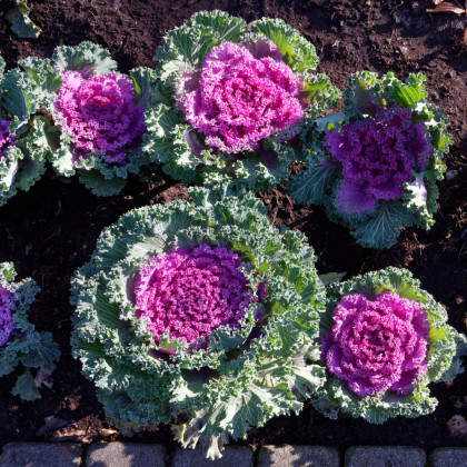 Okrasné zelí růžové Nagoya F1 - Brassica oleracea - semena okrasného zelí - 20 ks