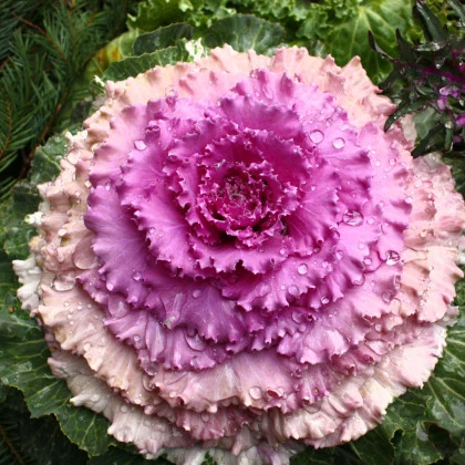 Okrasné zelí Pigeon Victoria F1 - Brassica oleracea - semena okrasného zelí - 20 ks