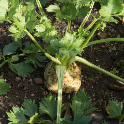 Celer bulvový Maxim - Apium graveolens - semena celeru -300 ks