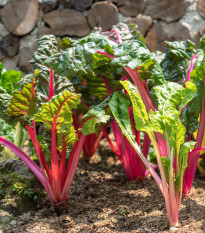 Mangold řapíkatý růžový - Beta vulgaris - semena mangoldu - 50 ks