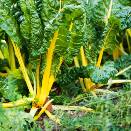 Mangold žlutý - Beta vulgaris - semena mangoldu - 15 ks