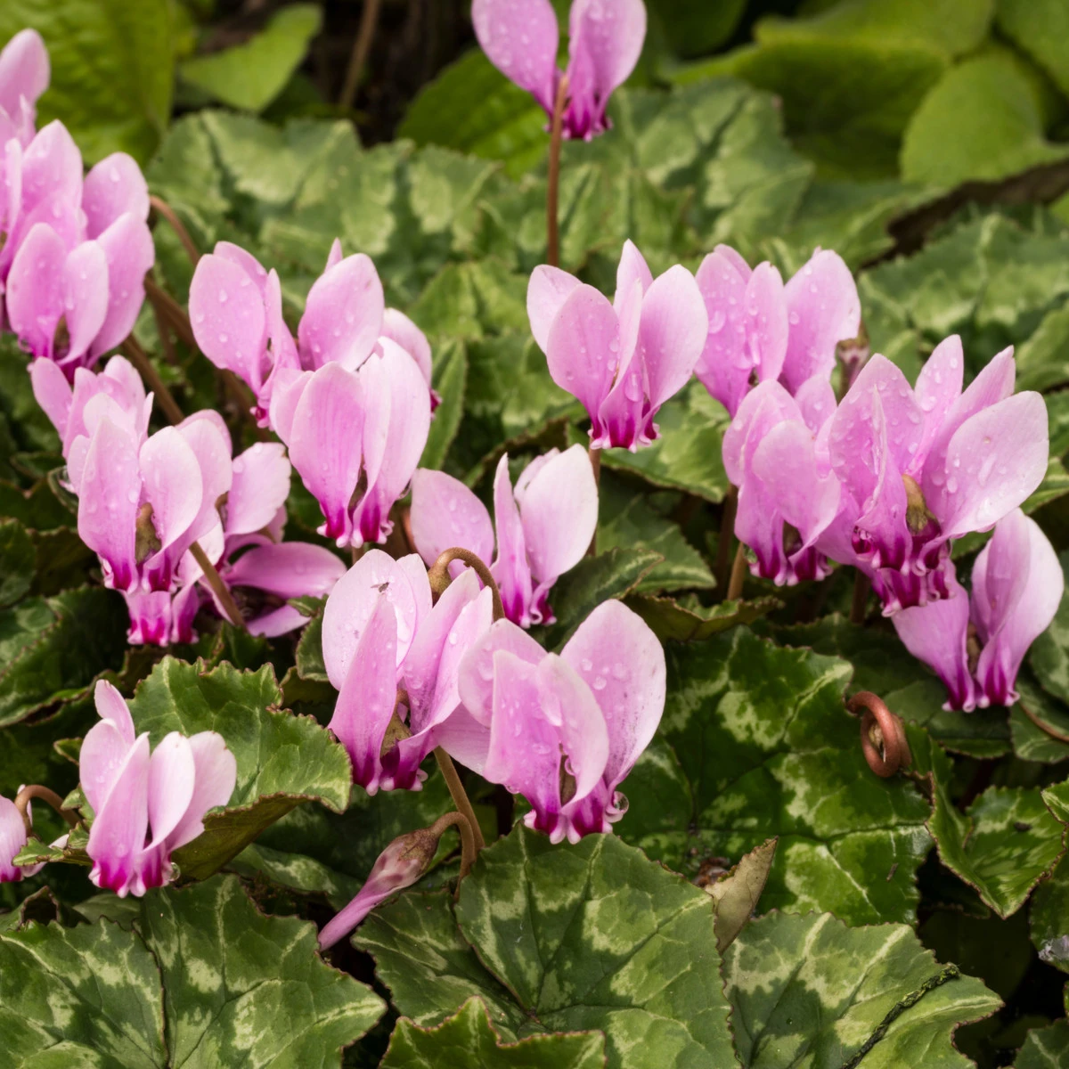 Brambořík břečťanolistý - Cyclamen hederifolium - hlízy bramboříku - 1 ks