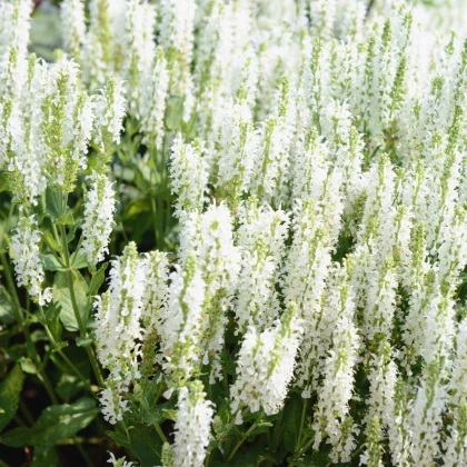 Šalvěj Victoria White - Salvia farinacea - semena šalvěje - 12 ks