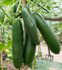 BIO Okurka salátová Sonja - Cucumis sativus - bio semena okurky - 5 ks