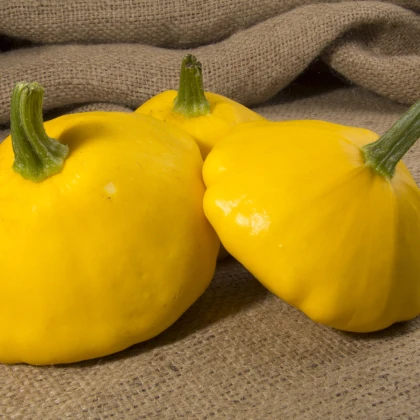 Patizon Golden Marbre - Cucurbita pepo - semena patizonu - 5 ks
