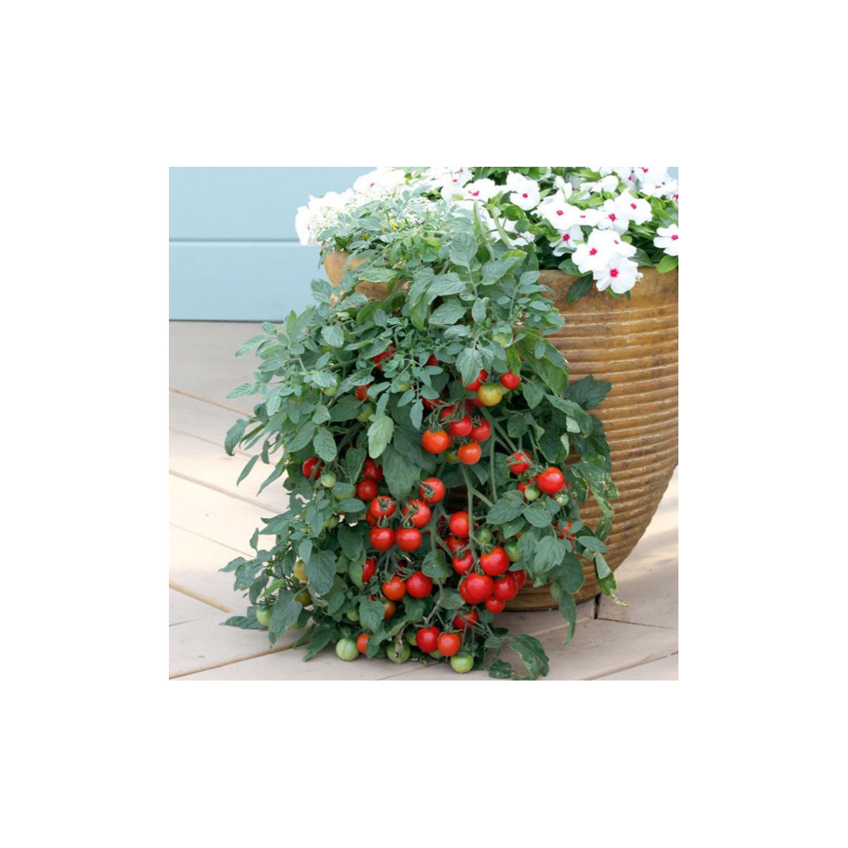 Rajče Artisan Pink Tiger - Lycopersicon esculentum - semena - 5 ks