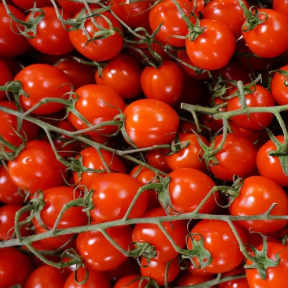 Rajče Supersweet F1 - Solanum lycopersicum - semena rajčete - 6 ks