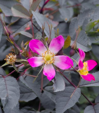 Růže sivá - Rosa glauca - semena růže - 5 ks