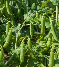 BIO Hrách cukrový Norli - Pisum sativum - bio semena hrachu - 75 ks