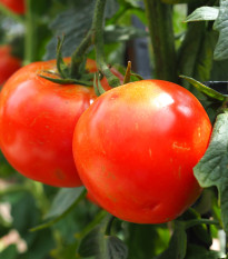 Rajče Hamlet F1 - Solanum lycopersicum - semena rajčete - 6 ks