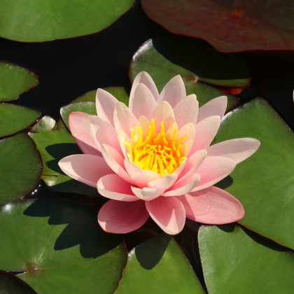 Leknín růžový - Nymphaea capensis - semena leknínu - 6 ks