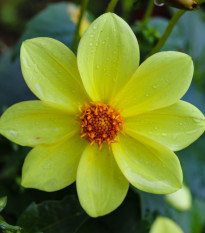 Jiřinka Topmix žlutá - Dahlia - hlízy jiřinky - 1 ks