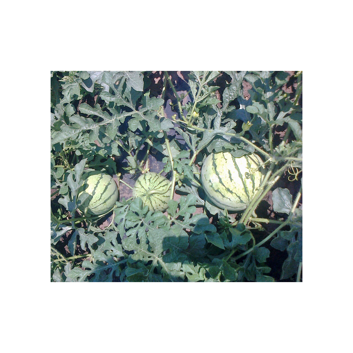 BIO Meloun cukrový Early Moonbeam - Citrullus lanatus - bio semena melounu - 6 ks