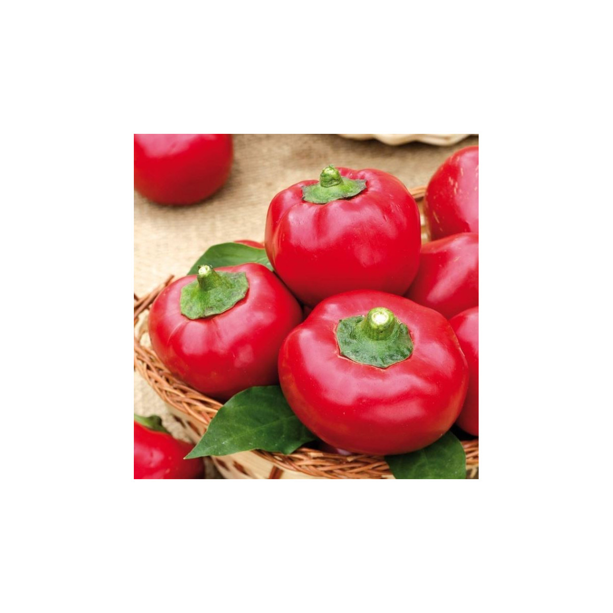 Rajčatová paprika Topgirl - Capsicum annuum - semena - 7 ks