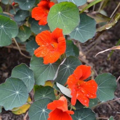 Nasturcja niska Princess of India - Tropaeolum minus - nasiona nasturcji - 15 szt.